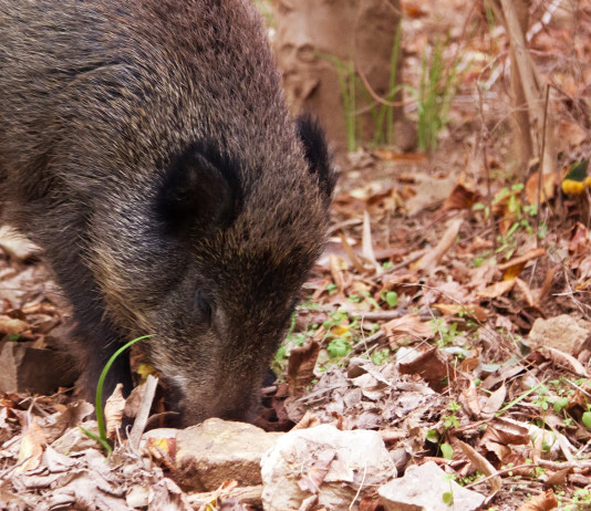 Caccia collettiva al cinghiale, il corso a Modena Caccia collettiva al cinghiale: cinghiale nel bosco