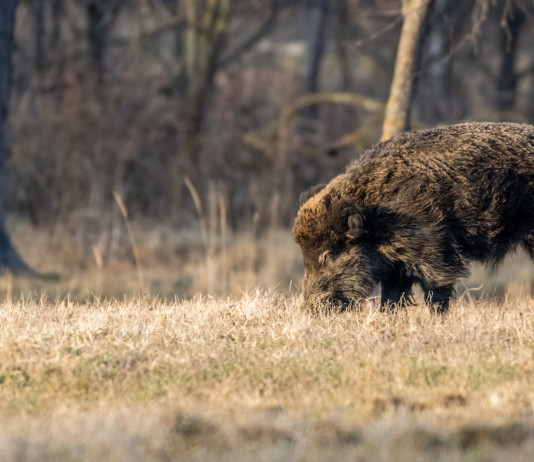 Foraggiamento del cinghiale, la posizione della Liguria Foraggiamento del cinghiale