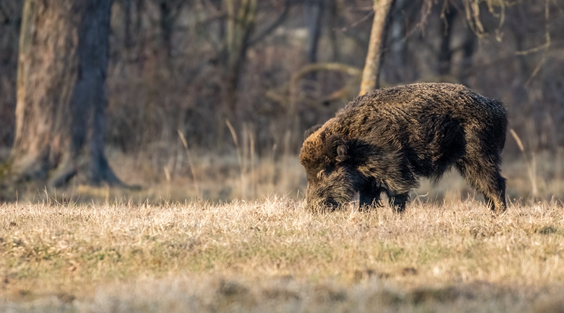 Foraggiamento del cinghiale, la posizione della Liguria Foraggiamento del cinghiale