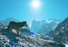 Gestione del lupo, 43 eurodeputati scrivono a von der Leyen Gestione del lupo: lupo in montagna