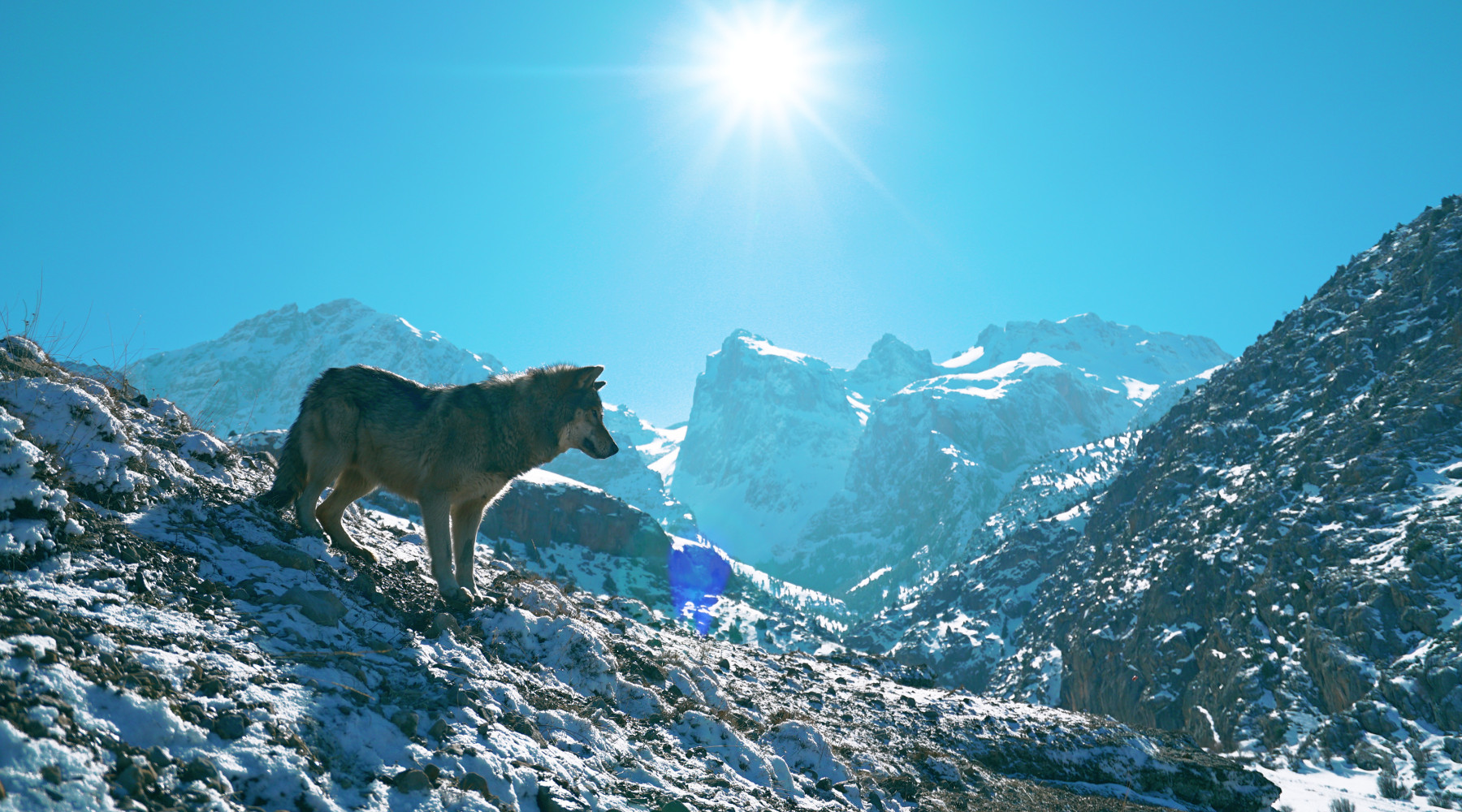 Gestione del lupo, 43 eurodeputati scrivono a von der Leyen Gestione del lupo: lupo in montagna