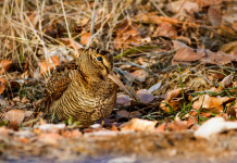Il Consiglio di Stato modifica il calendario venatorio dell’Emilia Romagna Il Consiglio di Stato modifica il calendario venatorio dell’Emilia Romagna: beccaccia in ambiente naturale