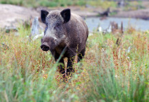 Lombardia finanzia centri di lavorazione della selvaggina Lombardia finanzia centri di lavorazione della selvaggina: cinghiale in ambiente naturale, vicino a lago