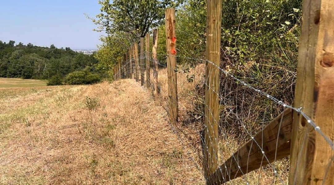 Peste suina africana, nuovo stanziamento per recinzioni in Lombardia Peste suina africana, nuovo stanziamento per recinzioni in Lombardia