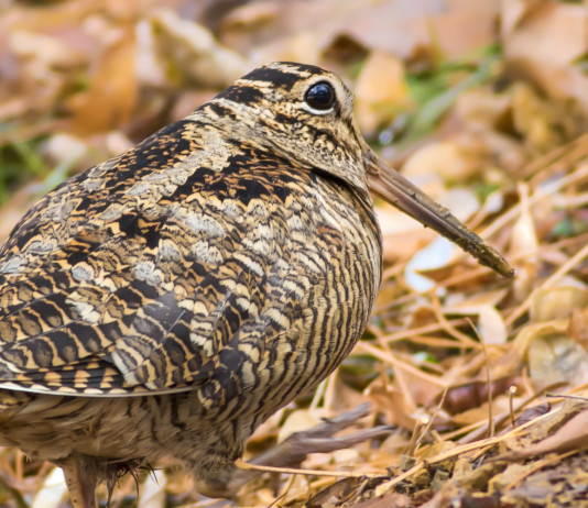 Caccia alla beccaccia in Lombardia, le decisioni per inizio dicembre Caccia alla beccaccia in Lombardia: beccaccia in ambiente autunnale