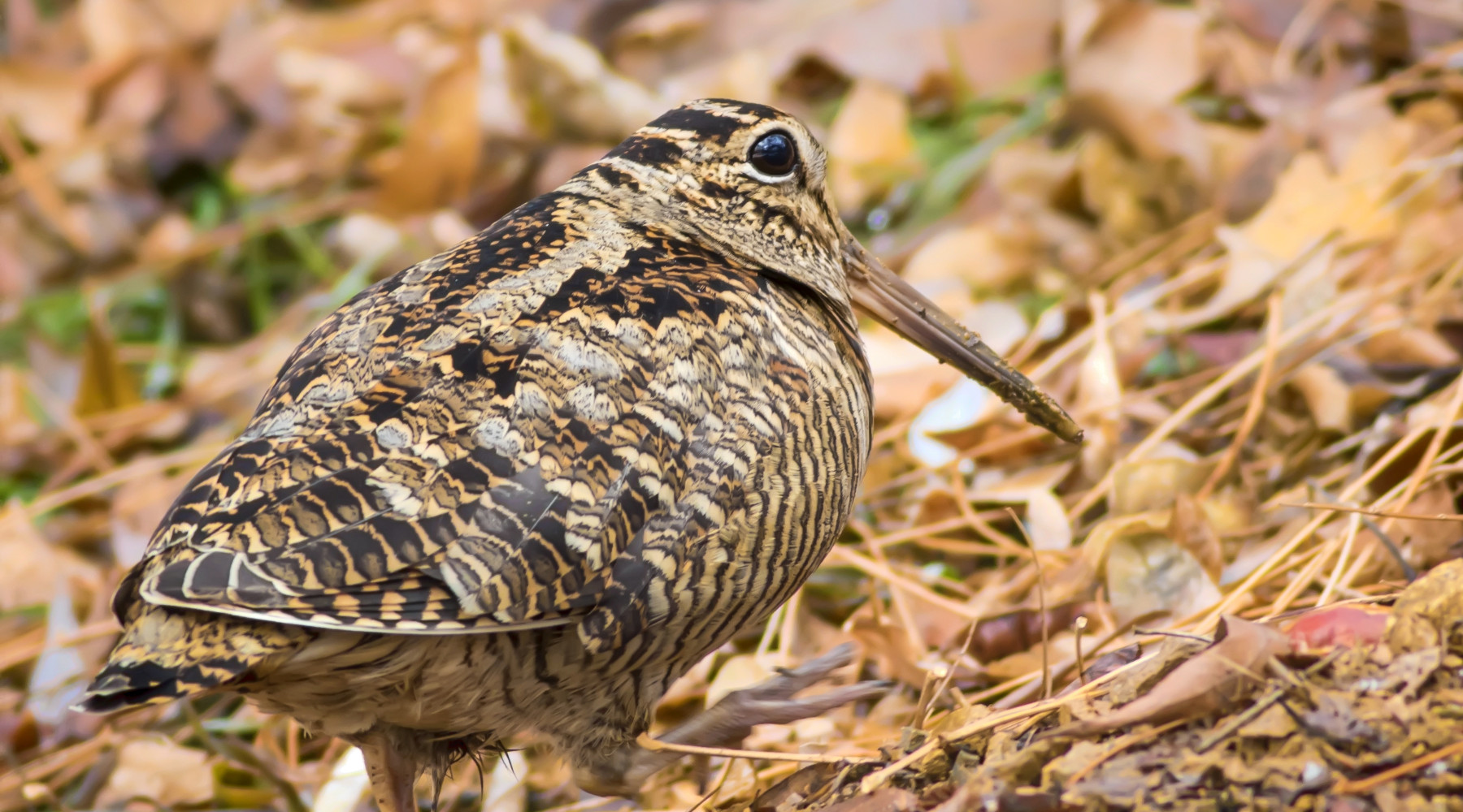 Caccia alla beccaccia in Lombardia, le decisioni per inizio dicembre Caccia alla beccaccia in Lombardia: beccaccia in ambiente autunnale