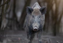 Caccia in braccata nel nord-ovest, Bruzzone s’appella al ministro Caccia in braccata: cinghiale in primo piano
