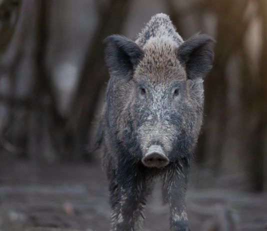 Caccia in braccata nel nord-ovest, Bruzzone s’appella al ministro Caccia in braccata: cinghiale in primo piano