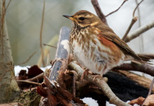 Calendario venatorio della Lombardia, in attesa della sentenza Calendario venatorio della Lombardia: tordo sassello in ambiente invernale