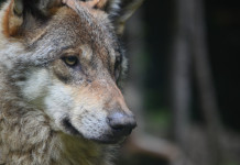 Gestione dei grandi carnivori, l’apertura di Lollobrigida Gestione dei grandi carnivori: lupo in primo piano