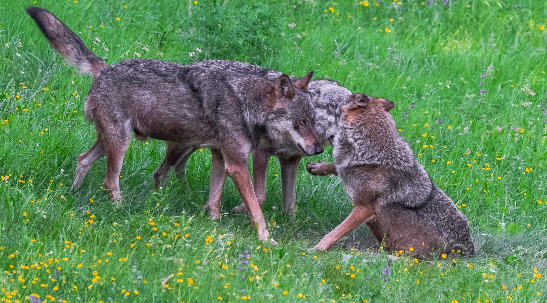 Gestione dei grandi carnivori, parlamento europeo approva risoluzione Gestione dei grandi carnivori: lupi sulle alpi