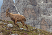 La settimana dello stambecco La settimana dello stambecco