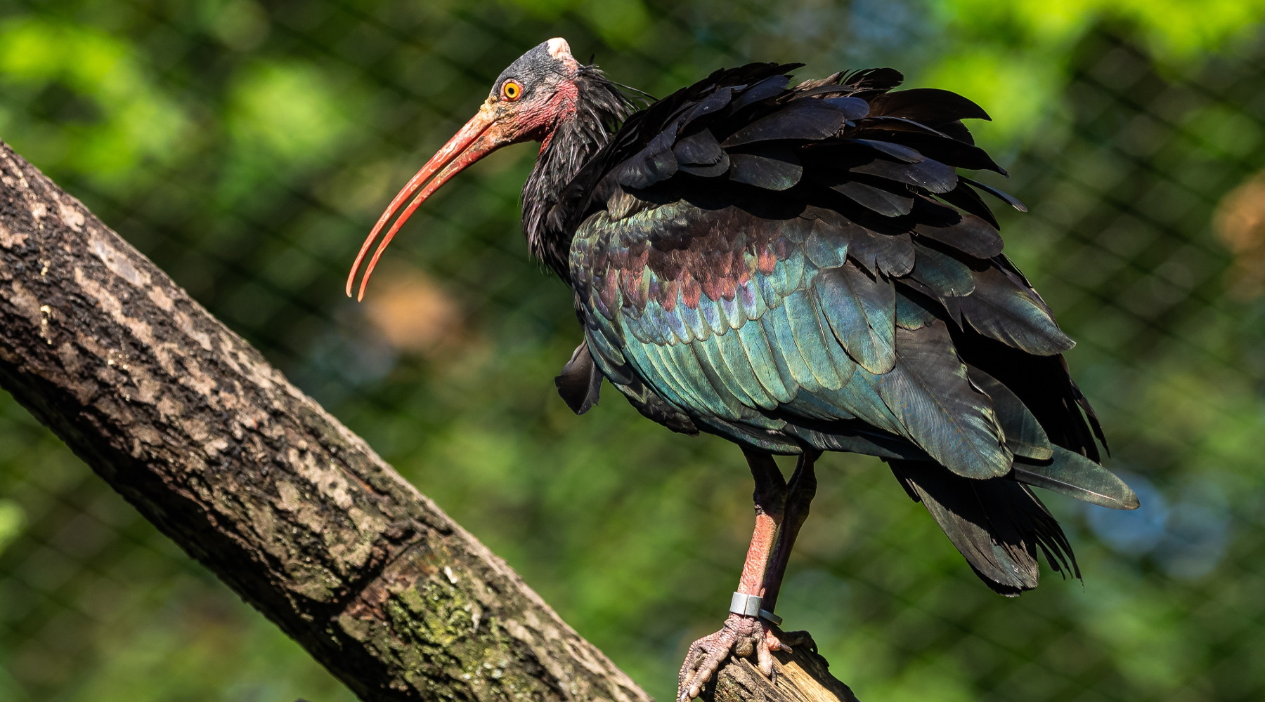 Netta presa di posizione di Face sul bracconaggio Netta presa di posizione di Face sul bracconaggio: ibis eremita, Geronticus eremita