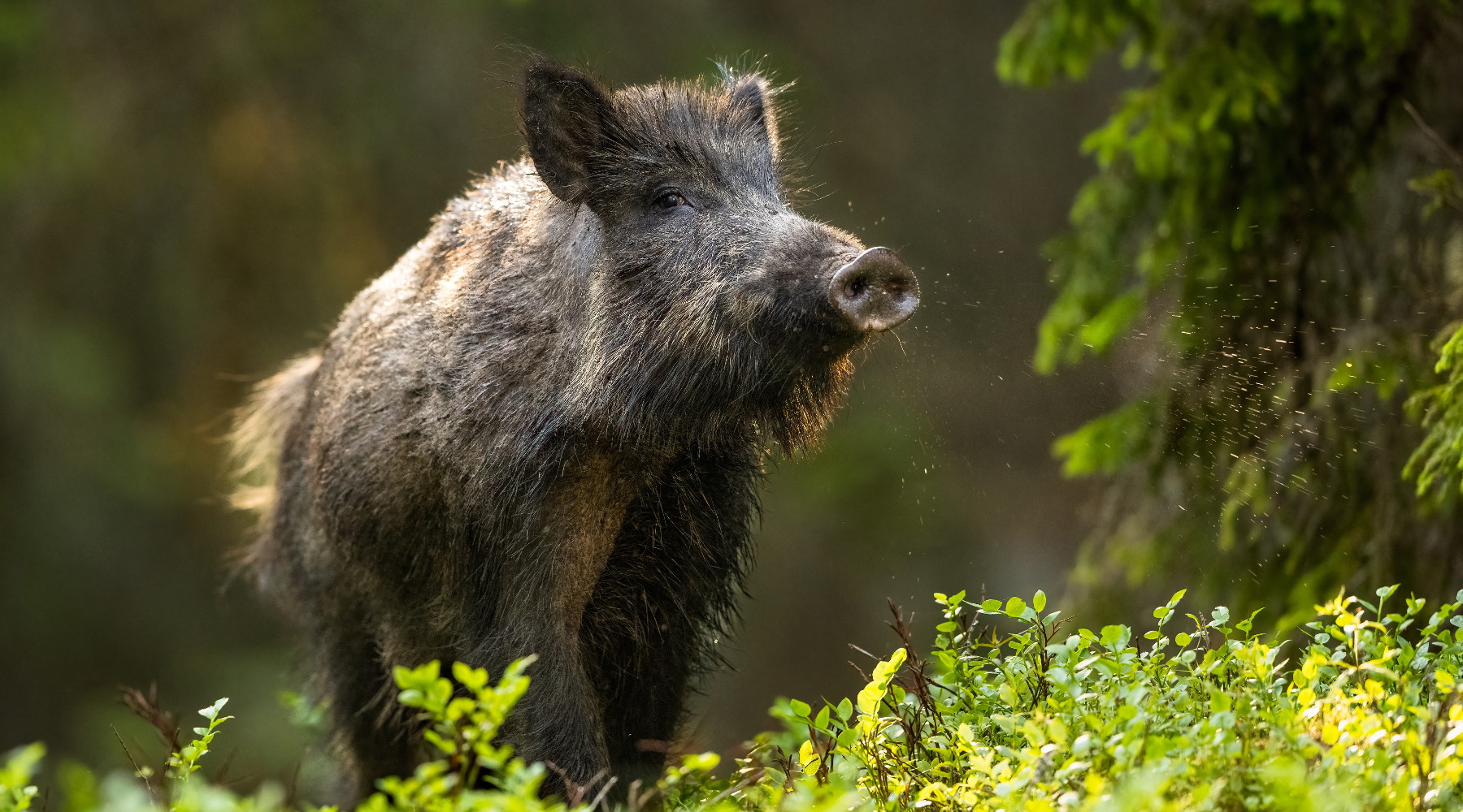 Rinnovo della licenza di caccia, la provocazione di Langone Rinnovo della licenza di caccia: cinghiale nella foresta