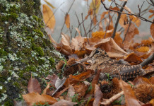 Verso la sentenza del Tar sul calendario venatorio della Lombardia: i timori di Fidc Verso la sentenza del Tar sul calendario venatorio della Lombardia: beccaccia nel bosco