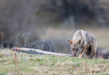 Cani predati da lupo, parte il censimento Fidc Cani predati da lupo: lupo in Appennino