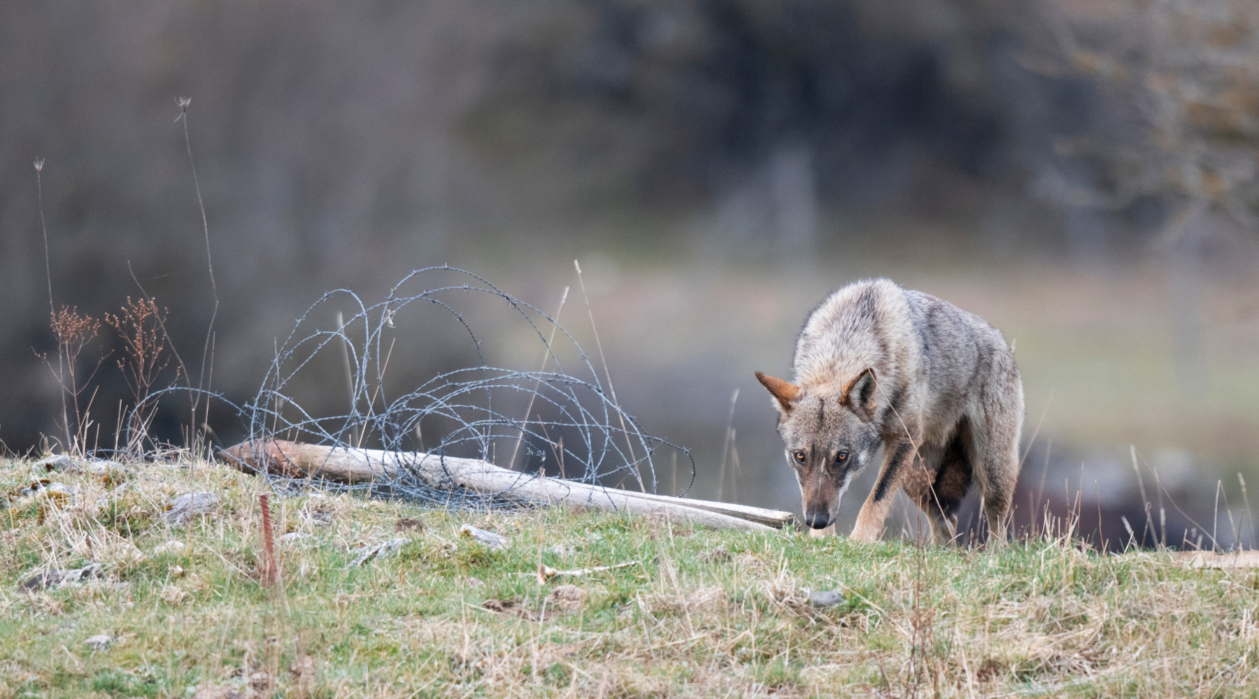 Cani predati da lupo, parte il censimento Fidc Cani predati da lupo: lupo in Appennino