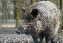 Contenimento della fauna, commissione approva emendamento Contenimento della fauna: cinghiale nel bosco