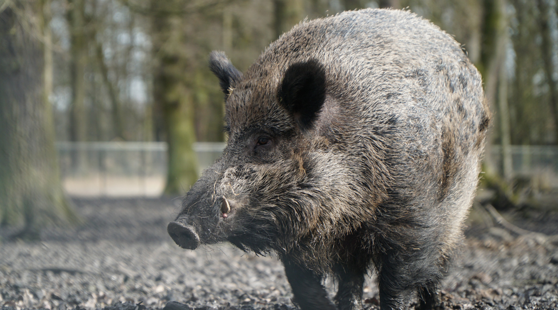Contenimento della fauna, commissione approva emendamento Contenimento della fauna: cinghiale nel bosco