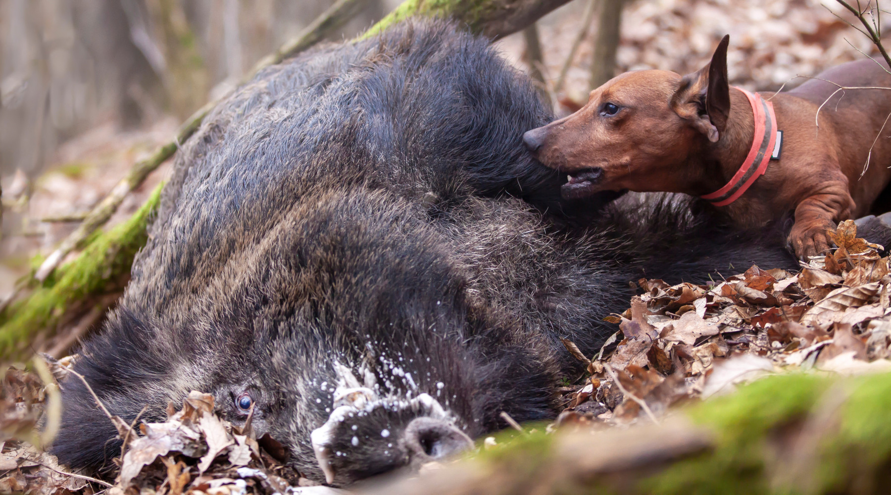 Minori restrizioni per la caccia al cinghiale nel Lazio Minori restrizioni per la caccia al cinghiale nel Lazio: segugio con carcassa di cinghiale