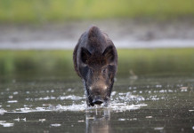 Modifica alla legge sulla caccia, il commento di Cncn Modifica alla legge sulla caccia: cinghiale in acqua