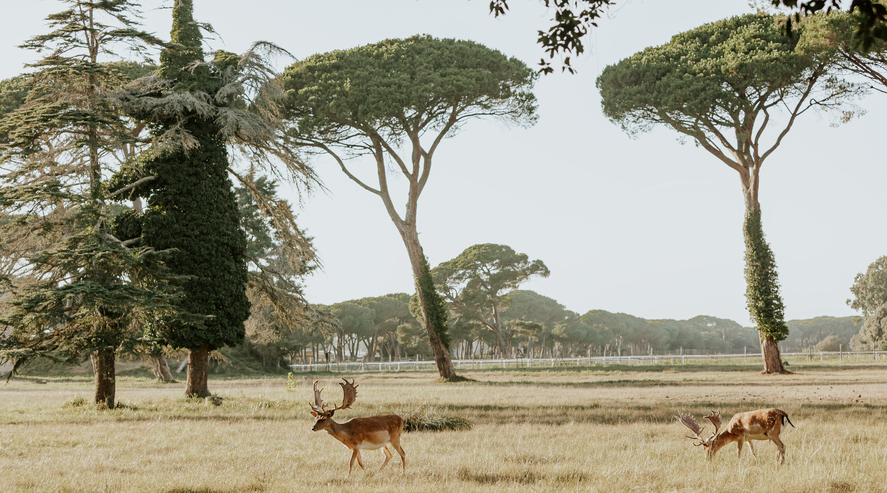 A caccia nel Parco di San Rossore nuova lettera delle associazioni venatorie A caccia nel Parco di San Rossore: daini nel parco di san rossore, migliarino e massaciuccoli
