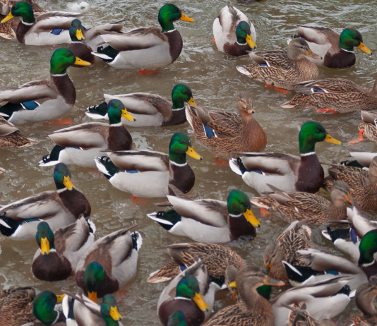 Anticipata la chiusura della caccia agli acquatici in Veneto Anticipata la chiusura della caccia agli acquatici in Veneto: germani reali in ambiente acquatico