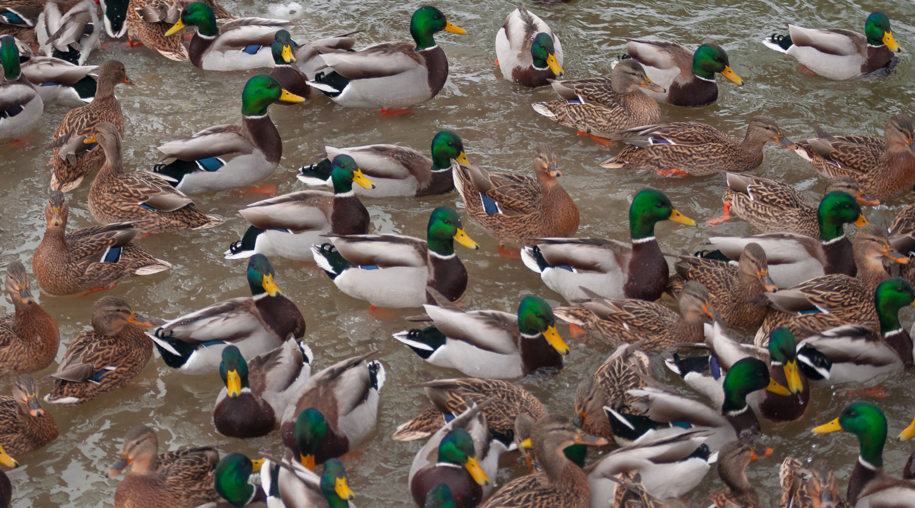 Anticipata la chiusura della caccia agli acquatici in Veneto Anticipata la chiusura della caccia agli acquatici in Veneto: germani reali in ambiente acquatico