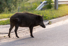 Caccia in città, gli attacchi e la situazione reale Caccia in città: cinghiale per strada