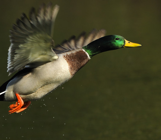 Chiusura anticipata della caccia in Veneto: associazioni scrivono a giunta Chiusura anticipata della caccia in Veneto: germano reale (anatra germanata) in volo in ambiente acquatico