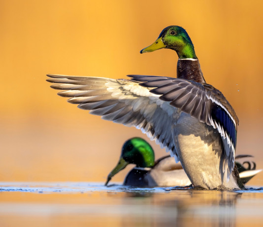 Chiusura della caccia in Veneto, opposizioni contro la giunta Chiusura della caccia in Veneto: coppia di germani reali in ambiente acquatico