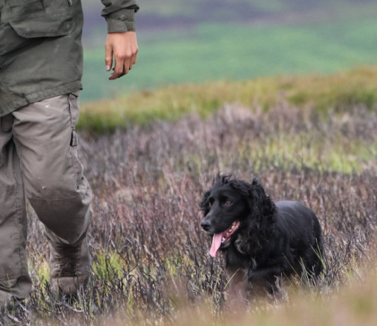 Cocker spaniel: un concentrato di energia Cocker un concentrato di energia