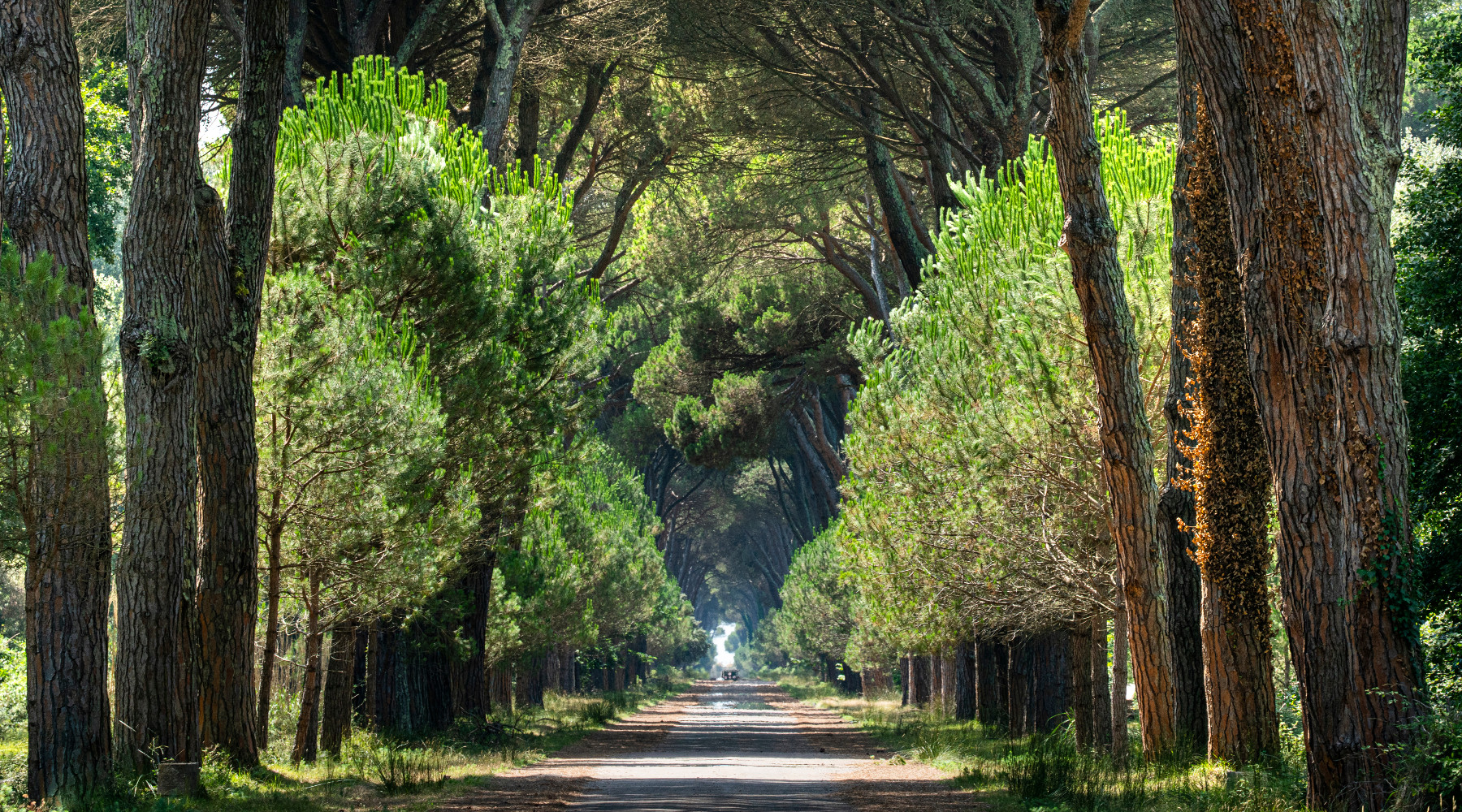 La Federcaccia scrive al presidente del Parco di San Rossore La Federcaccia scrive al presidente del Parco di San Rossore: parco di San Rossore, Migliarino e Massaciuccoli