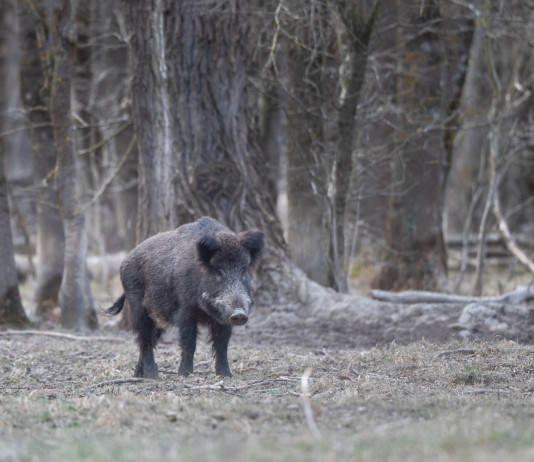 Proroga della stagione di caccia al cinghiale, la richiesta della Sardegna Proroga della stagione di caccia al cinghiale, la richiesta della Sardegna: cinghiale nella foresta