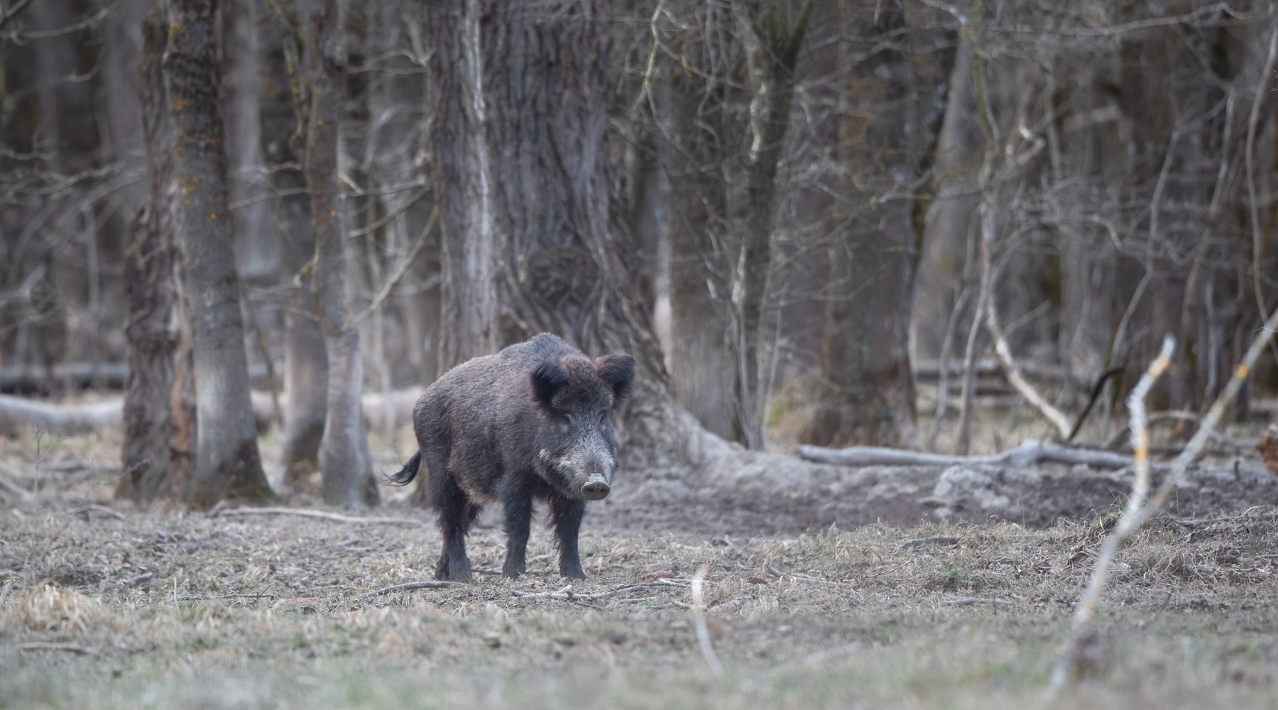 Proroga della stagione di caccia al cinghiale, la richiesta della Sardegna Proroga della stagione di caccia al cinghiale, la richiesta della Sardegna: cinghiale nella foresta