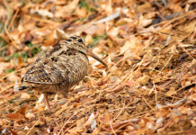 Calendario venatorio della Lombardia: ricorso respinto Respinto il ricorso sul calendario venatorio della Lombardia: beccaccia in ambiente autunnale