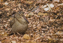 Respinto il ricorso sul calendario venatorio dell’Umbria Respinto il ricorso sul calendario venatorio dell’Umbria: beccaccia in ambiente naturale, tra le foglie