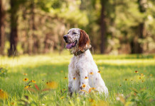 Uccisi cani dei cacciatori a Piombino Uccisi cani dei cacciatori a Piombino: setter da caccia seduto