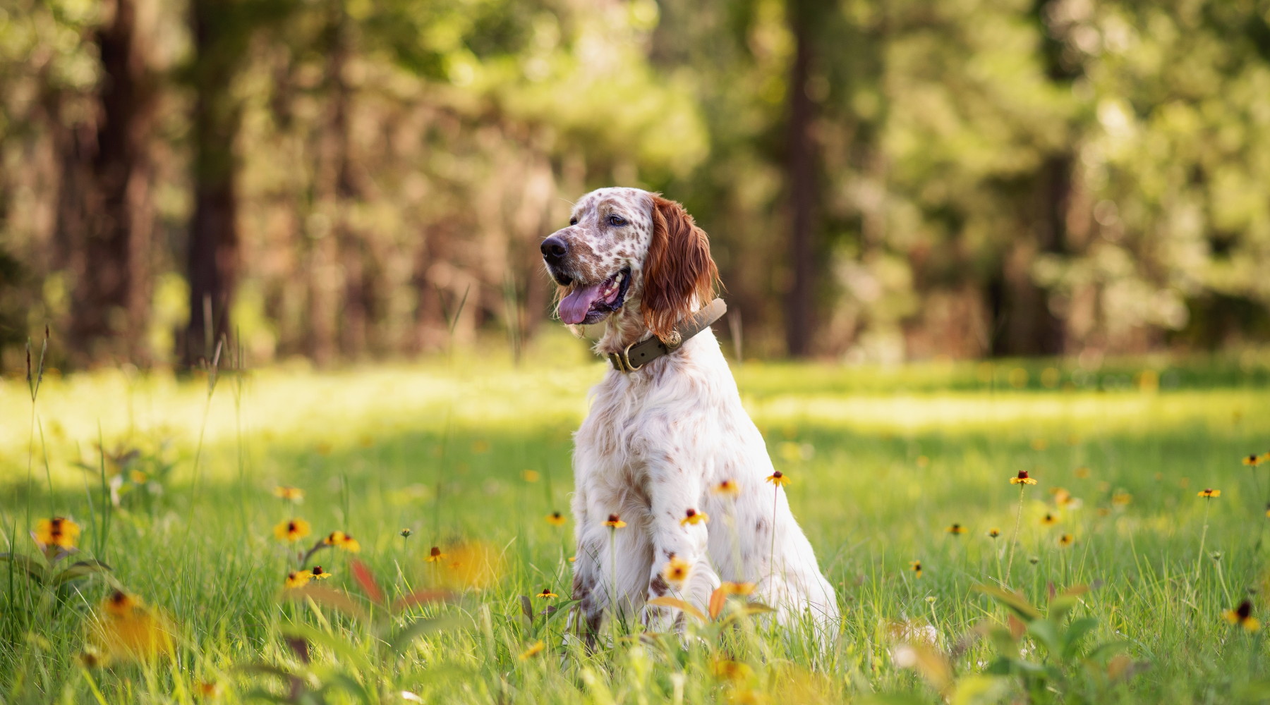 Uccisi cani dei cacciatori a Piombino Uccisi cani dei cacciatori a Piombino: setter da caccia seduto