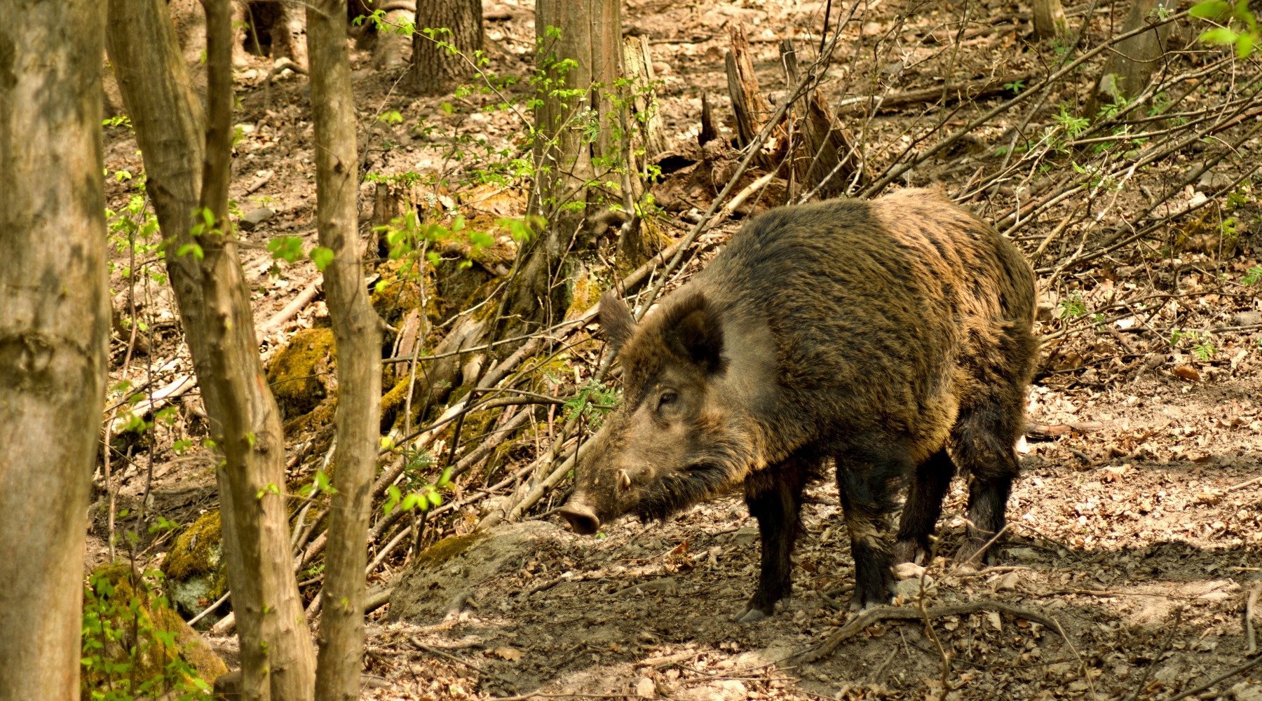 Controllo faunistico, le osservazioni dell’Arcicaccia Controllo faunistico: cinghiale nel bosco