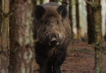 Elezioni regionali nel Lazio, Arcicaccia scrive ai candidati Elezioni regionali nel Lazio: cinghiale nel bosco