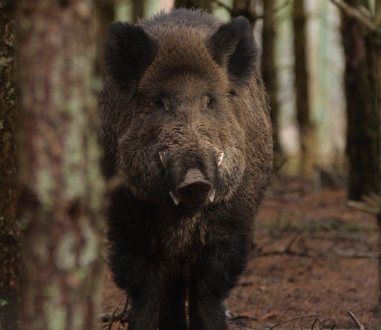 Elezioni regionali nel Lazio, Arcicaccia scrive ai candidati Elezioni regionali nel Lazio: cinghiale nel bosco