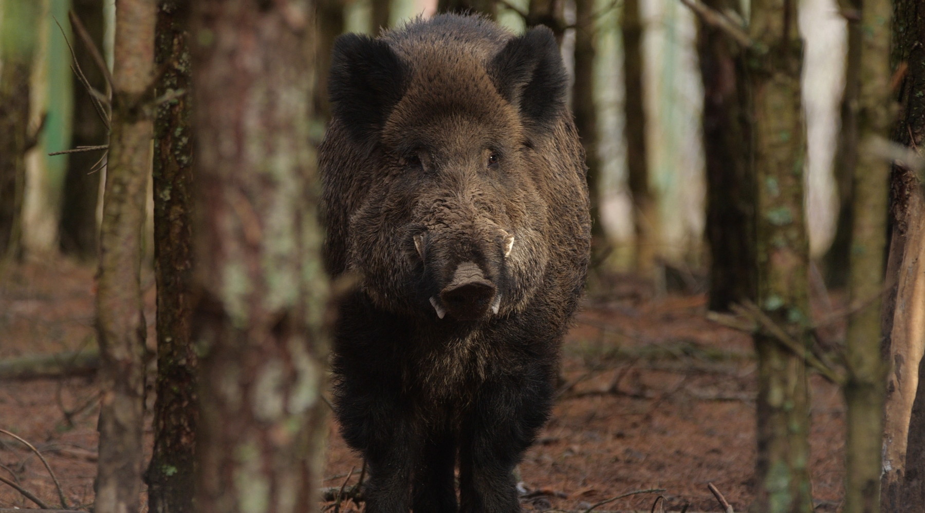 Elezioni regionali nel Lazio, Arcicaccia scrive ai candidati Elezioni regionali nel Lazio: cinghiale nel bosco