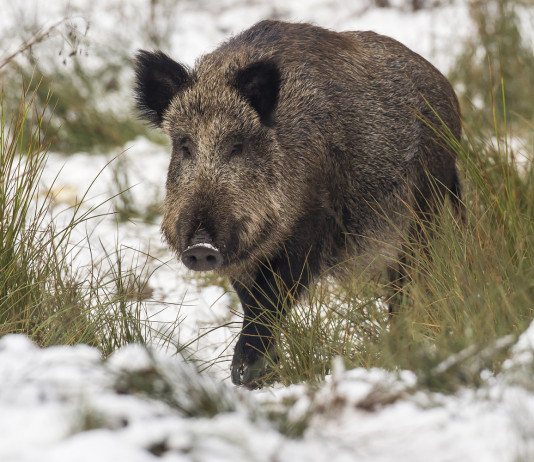 Test antigenici per la peste suina africana, consiglio Liguria approva odg Test antigenici per la peste suina africana: cinghiale sulla neve