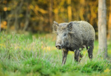 In arrivo il piano straordinario per la gestione della fauna In arrivo il piano straordinario per la gestione della fauna: cinghiale nella foresta