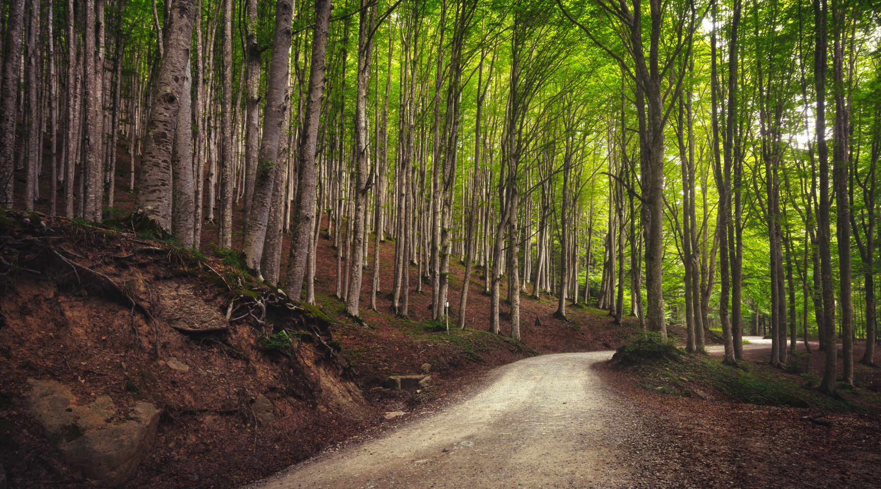Nuovo presidente per Federparchi Nuovo presidente per Federparchi: parco nazionale delle foreste casentinesi