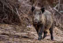 Peste suina africana: s’allarga la zona di restrizione