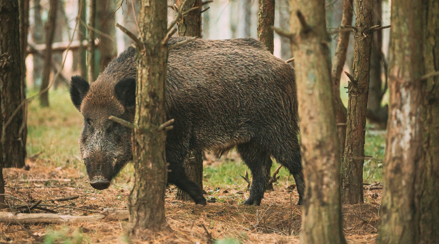 Restrizioni alla caccia in Piemonte, proteste Cia Restrizioni alla caccia in Piemonte: cinghiale nel bosco