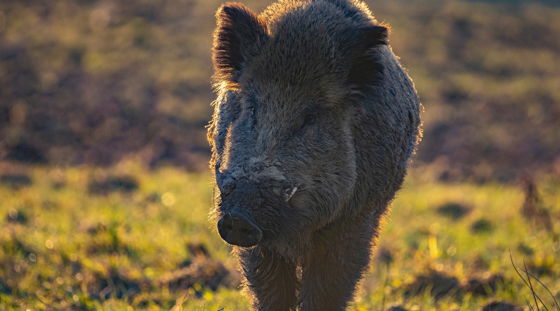 Comitato faunistico-venatorio nazionale, rinviato esame decreto Comitato faunistico-venatorio nazionale: cinghiale nel bosco