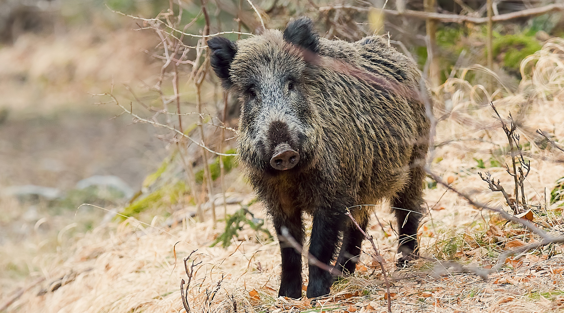 Firmata nuova ordinanza sulle misure contro la peste suina africana Firmata nuova ordinanza sulle misure contro la peste suina africana